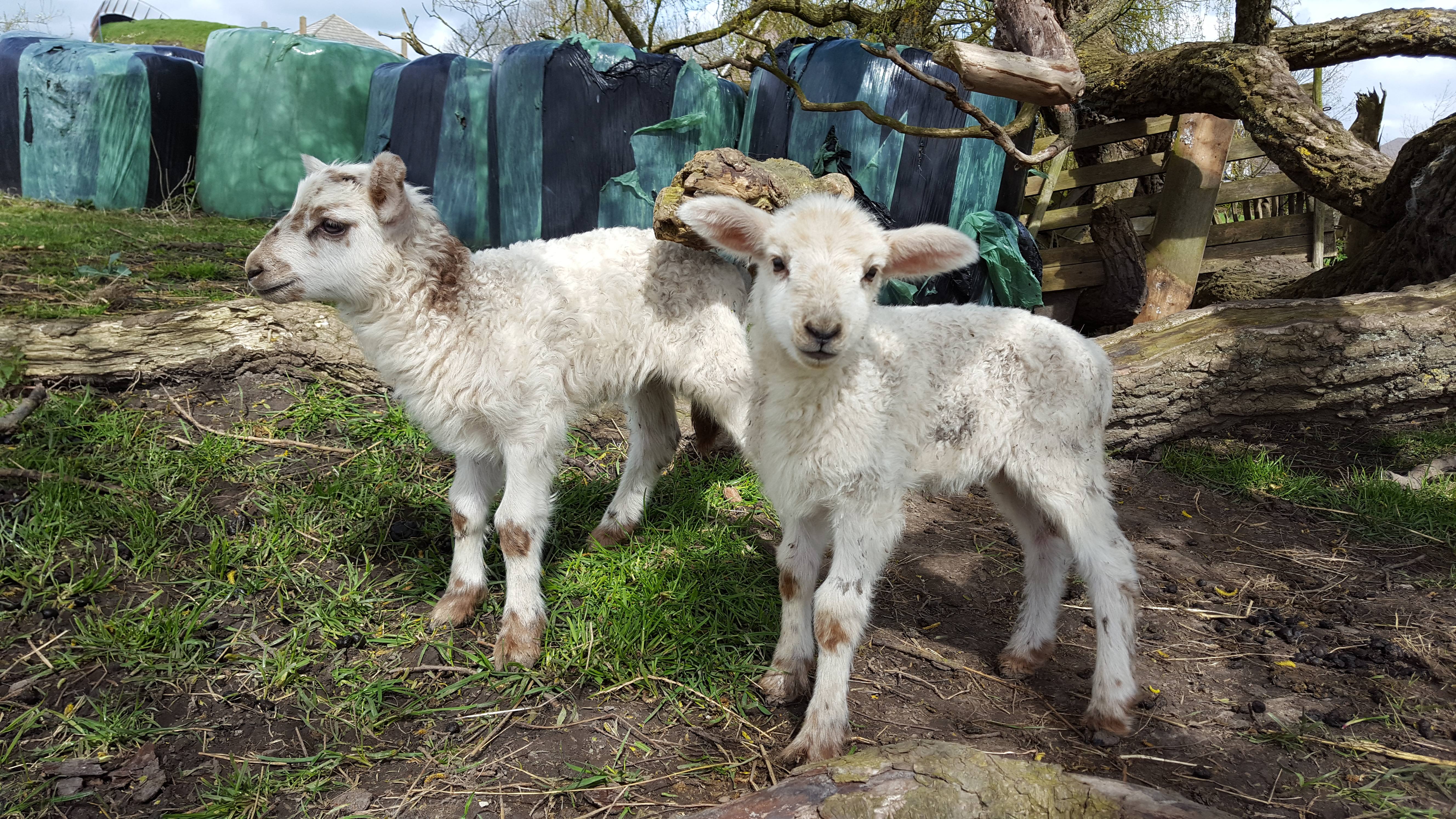 Lammetjes
