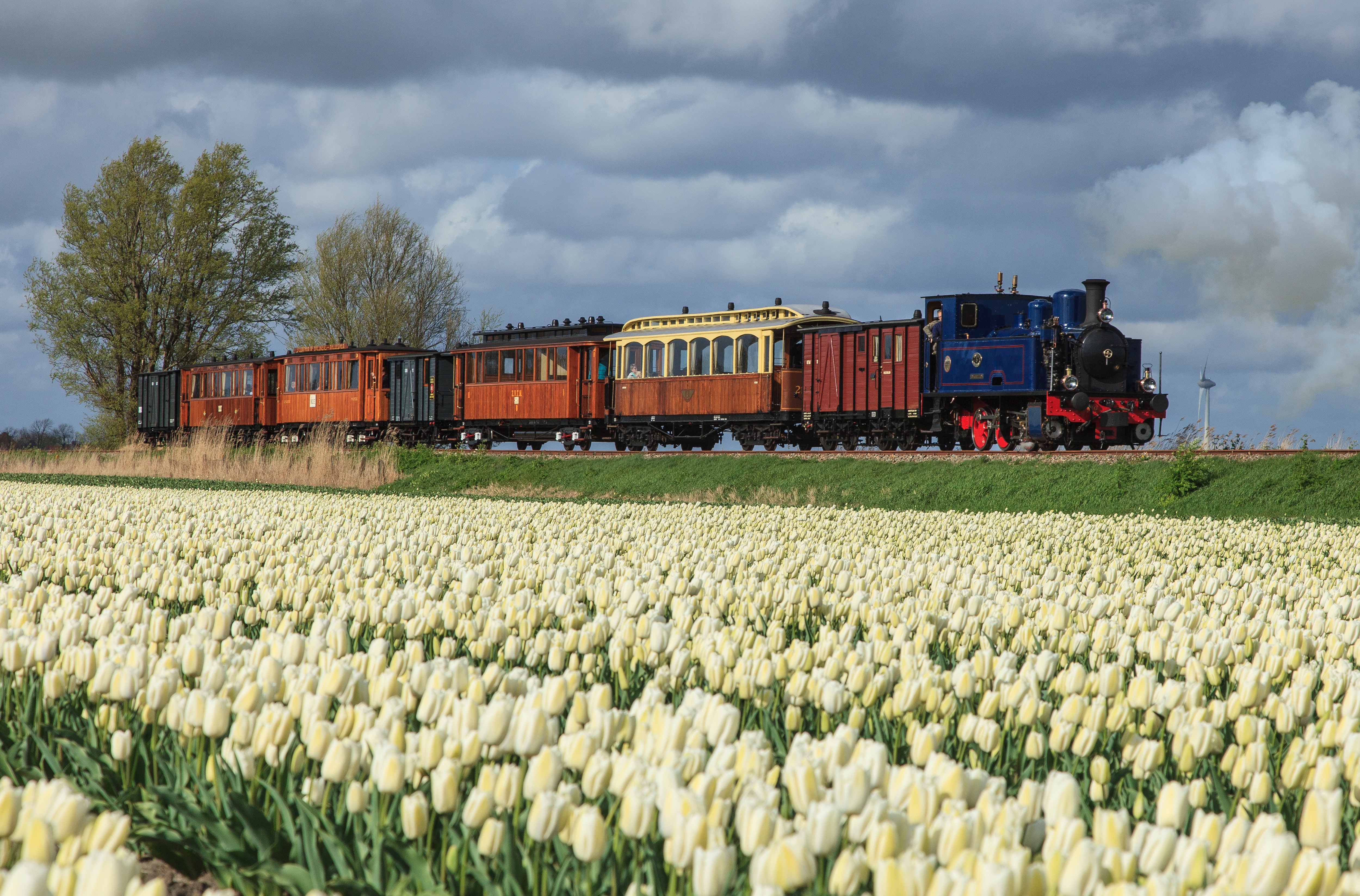 Stoomtramrit langs bloeiende tulpenvelden
