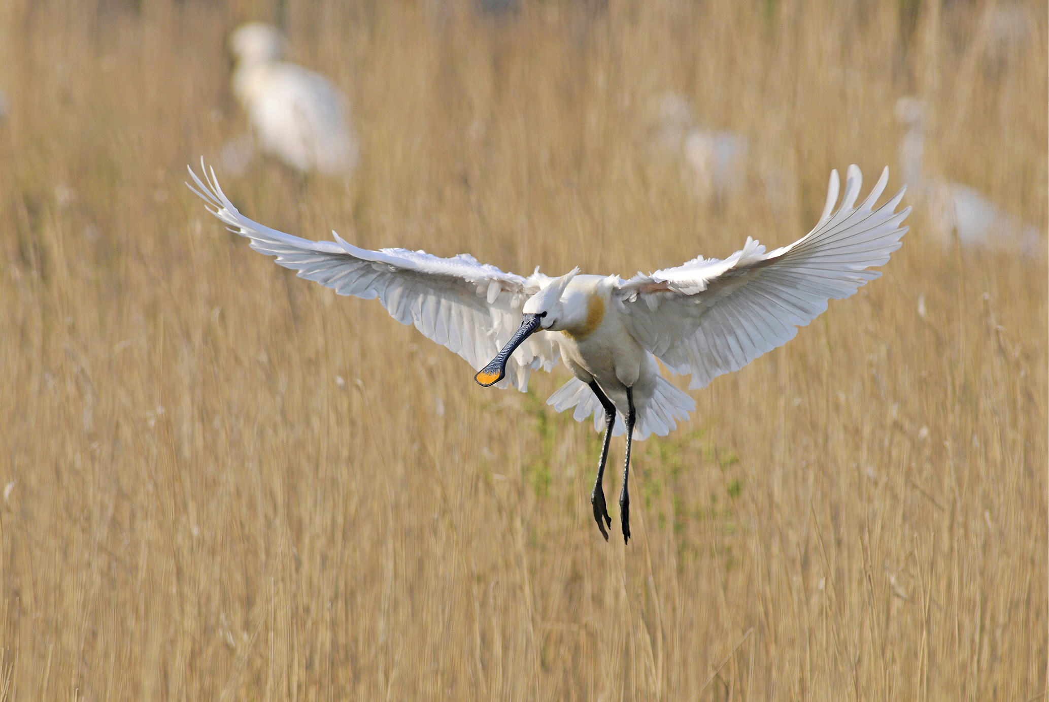 Ontdek Vogeleiland Texel op het Wadden Vogelfestival