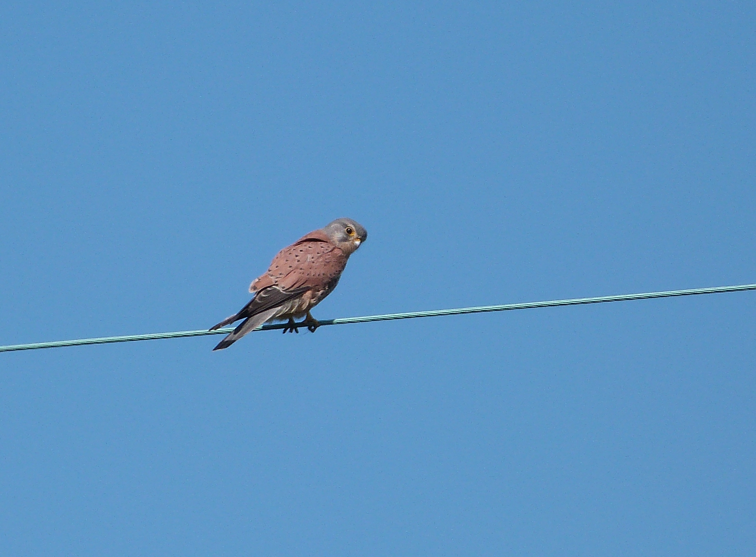 Passie voor vogels