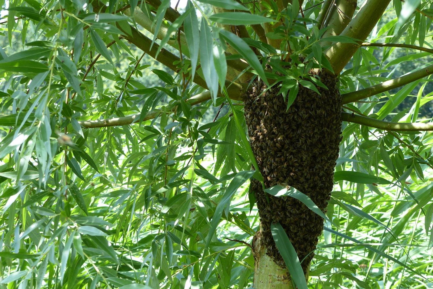 De wondere wereld van bijen en insecten