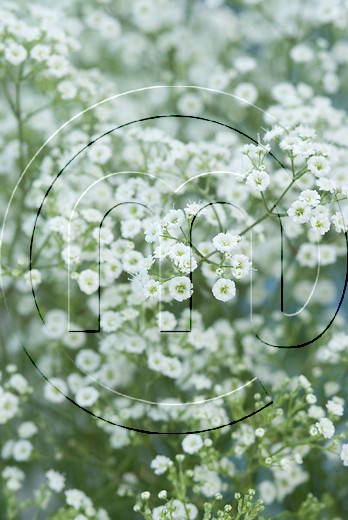 Top 10 plukbloemen
