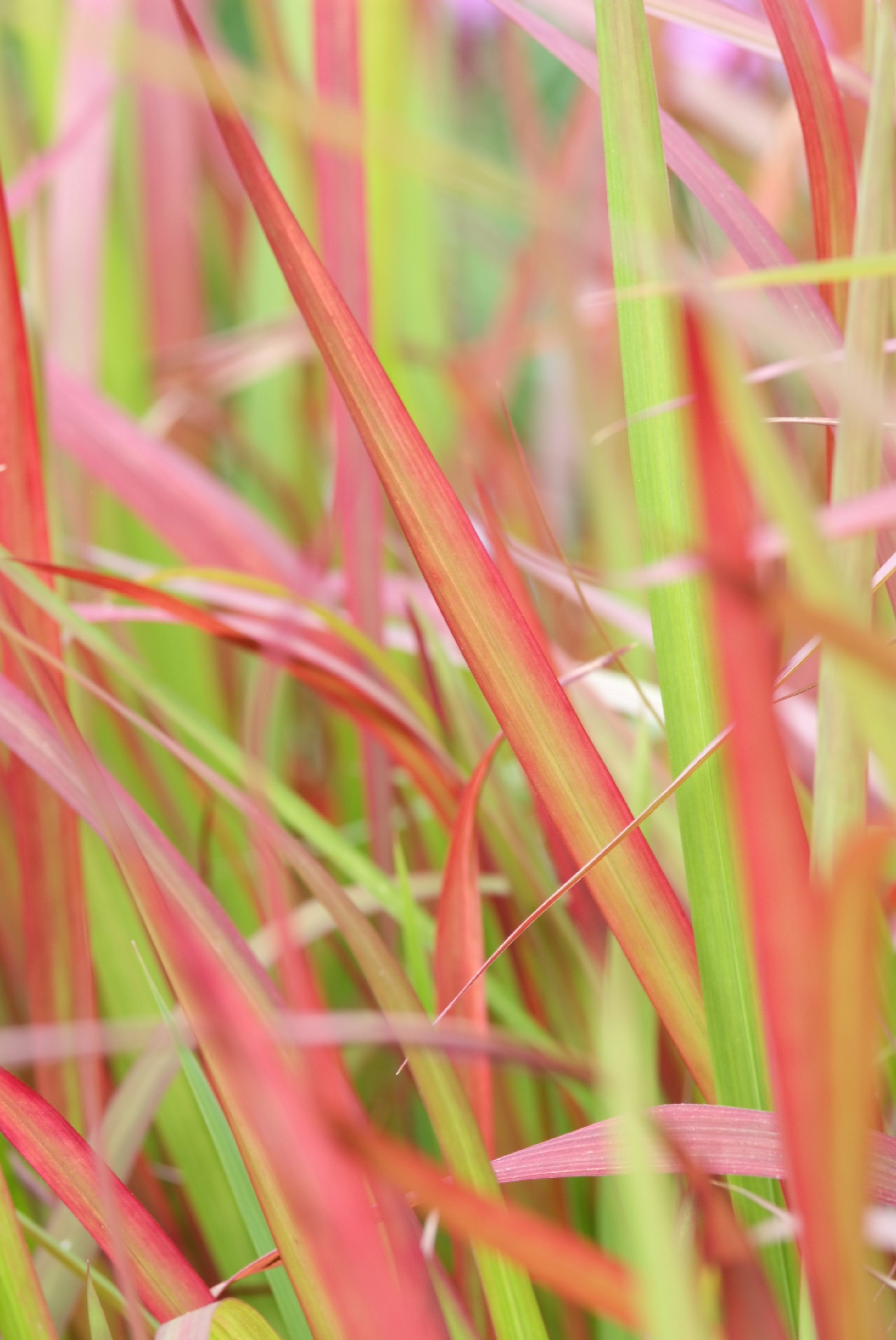 Siergrassen zetten je tuin in beweging