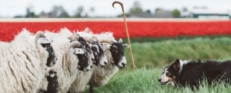 Wereldkampioenschap Schapendrijven start woensdag