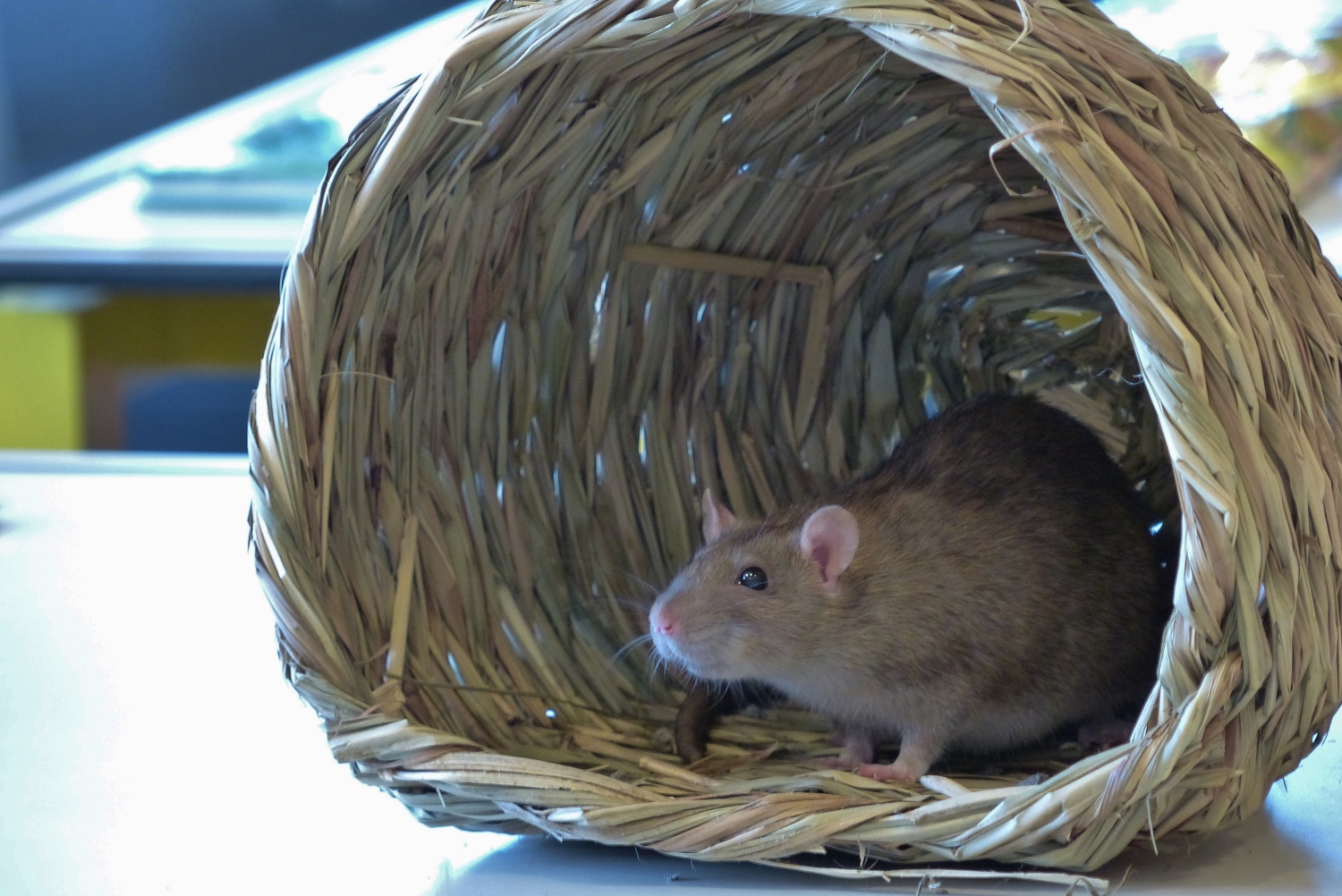 Tamme ratten en hamsters van Tonia