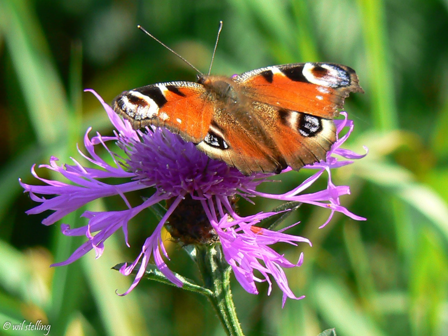 Vlinders en libellen