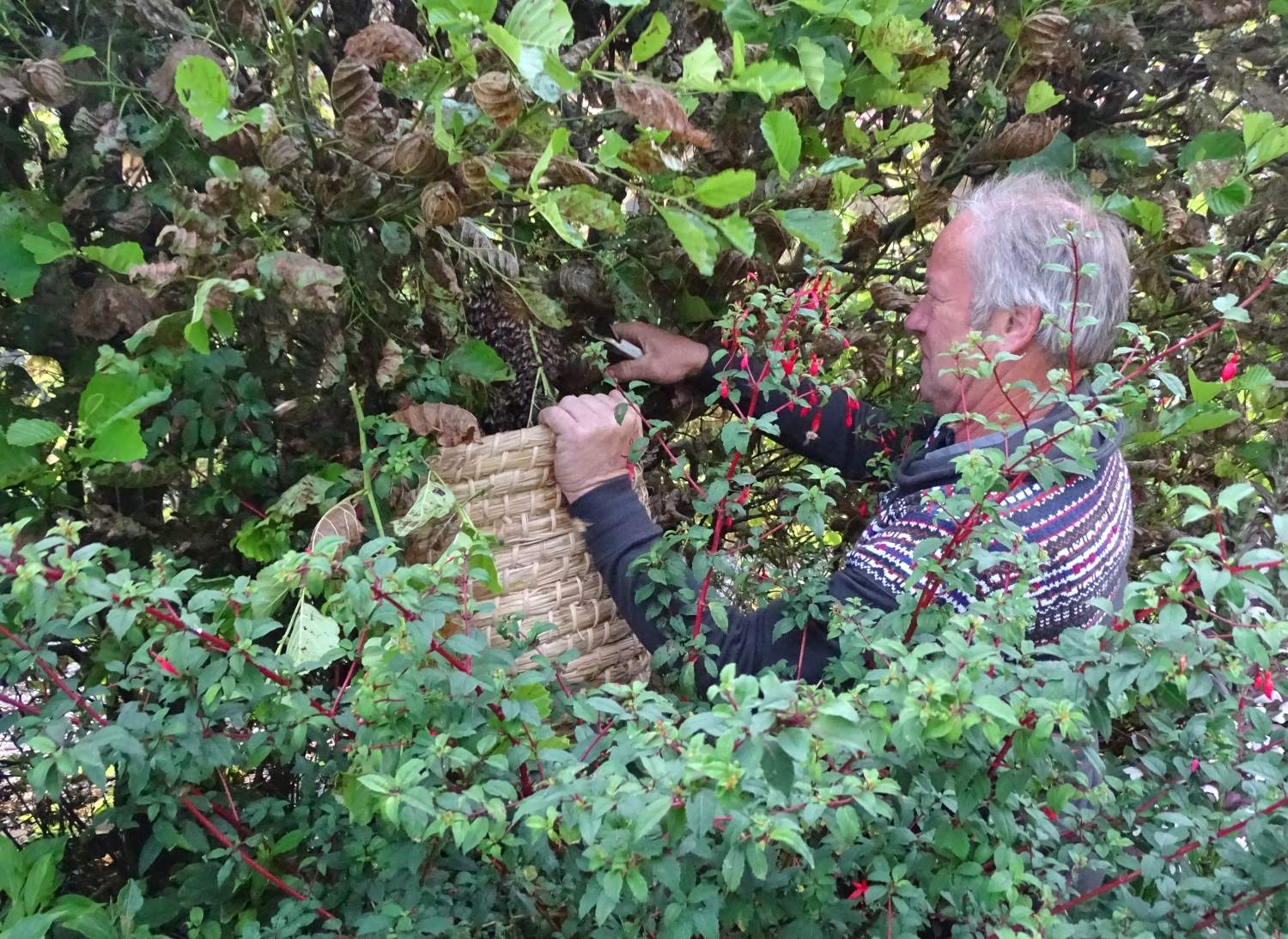 Bijen, honing en imkeren
