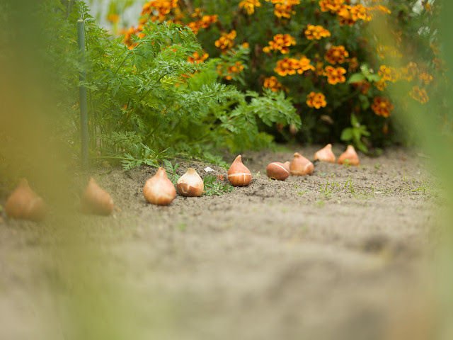 Plant nu bloembollen voor een feestelijk voorjaar