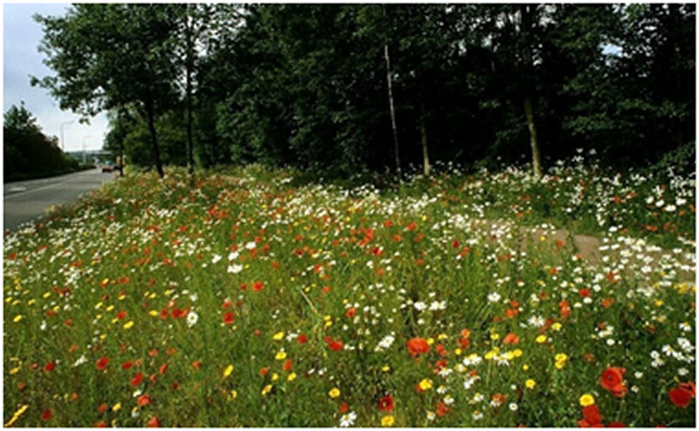 Vragen aan B&W over het aanleggen van bloemenlinten