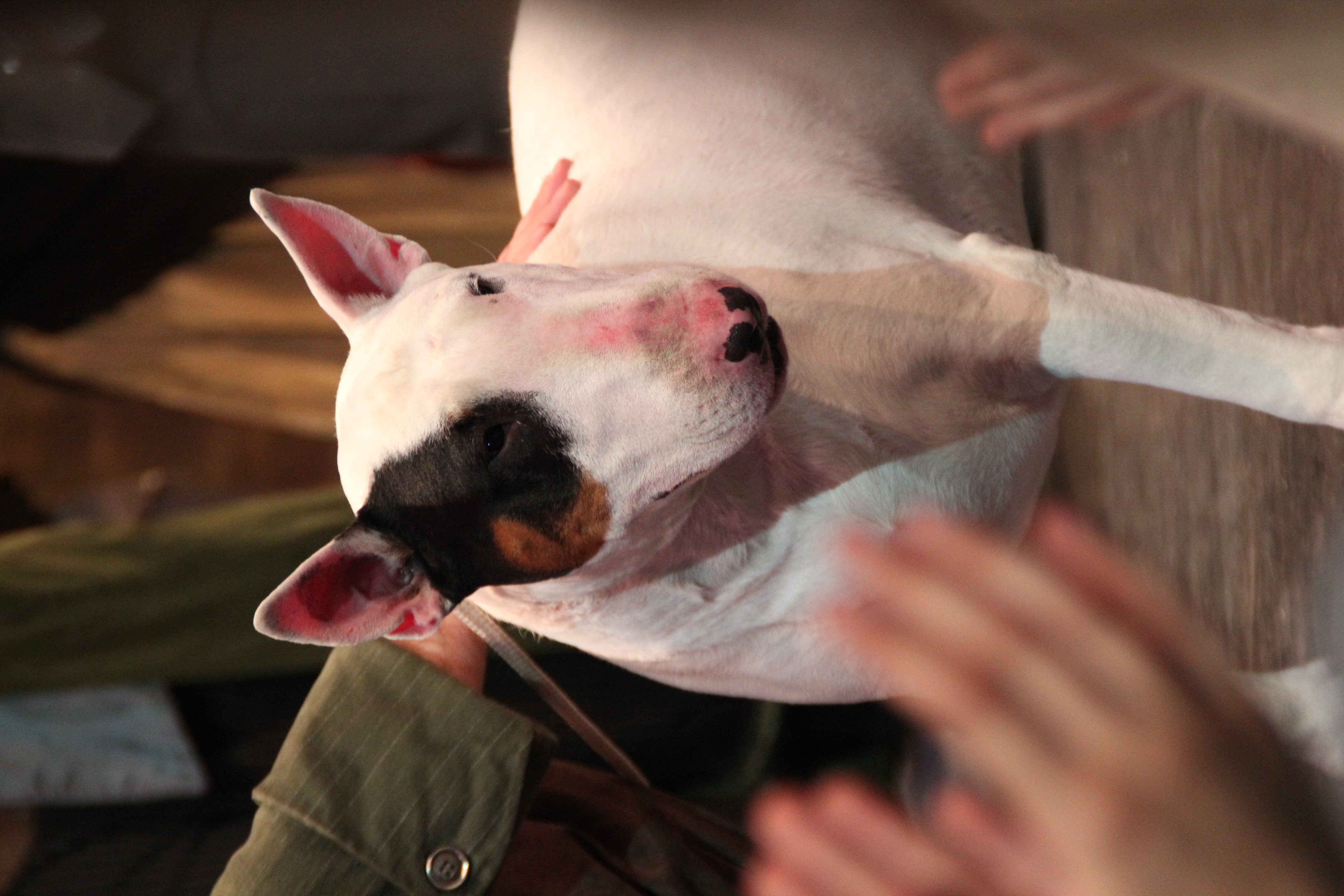 Rotterdamse hond in Hoornse musical Oliver