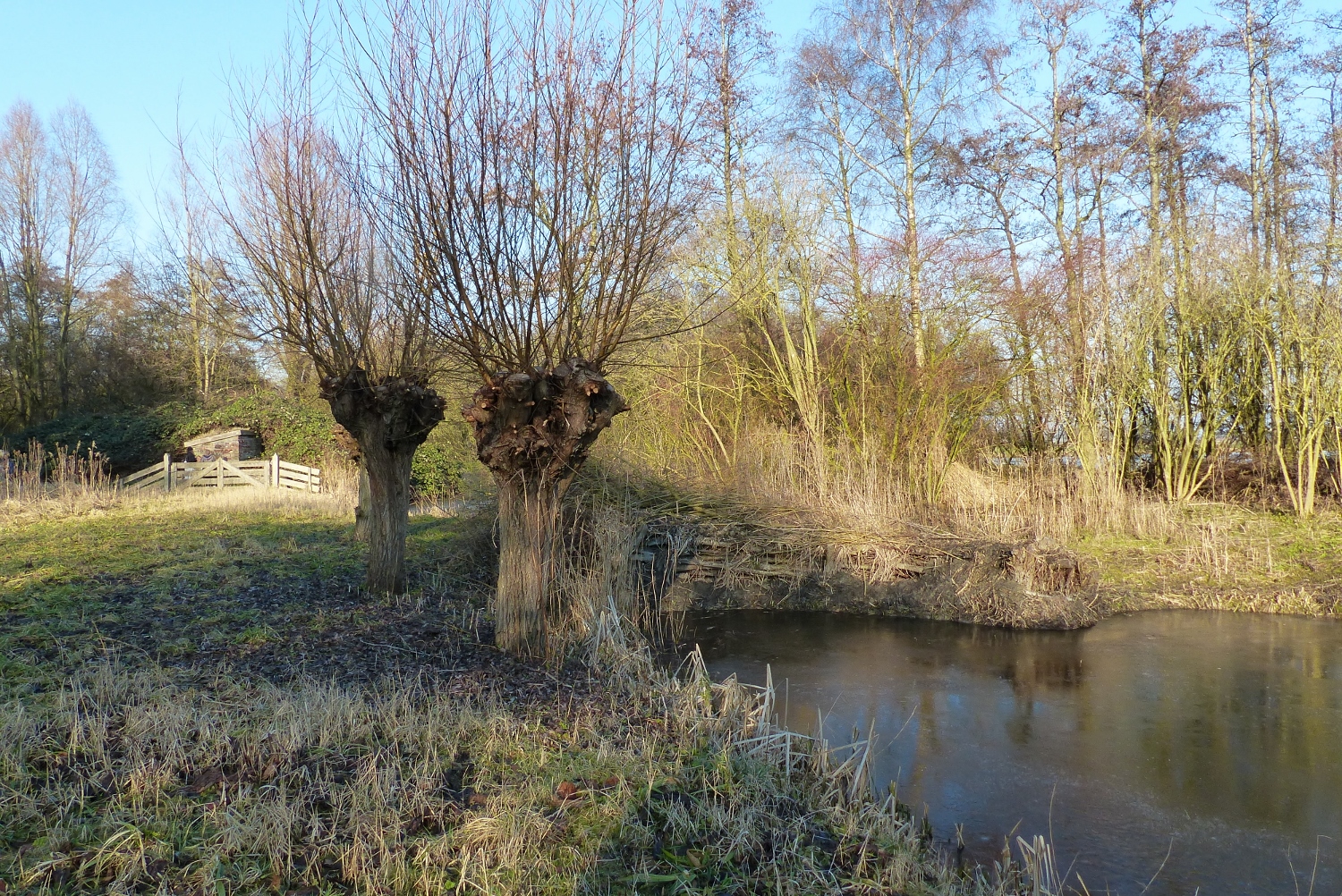 Leven in winters Streekbos