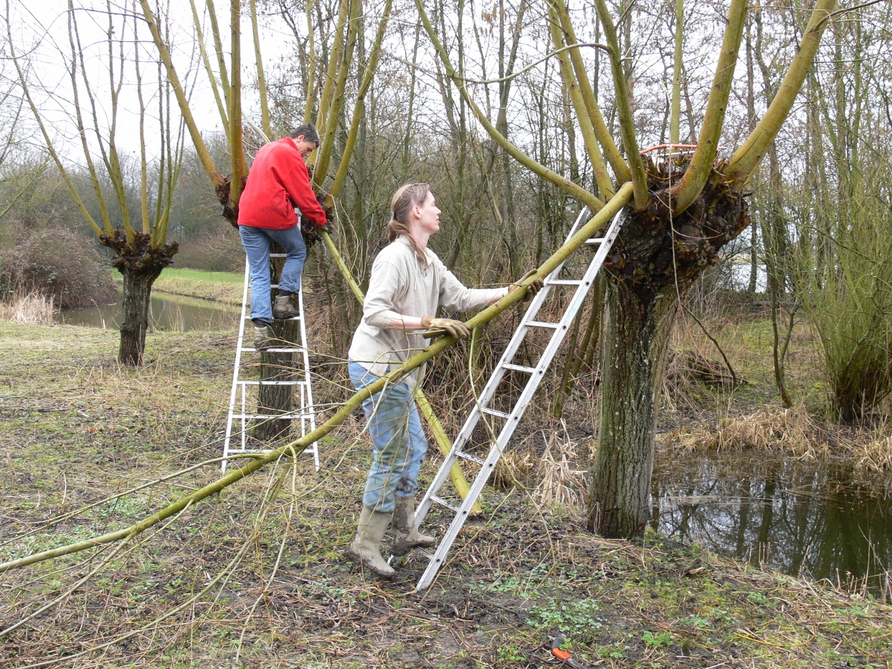 Wilgentakken (slieten) gratis ophalen