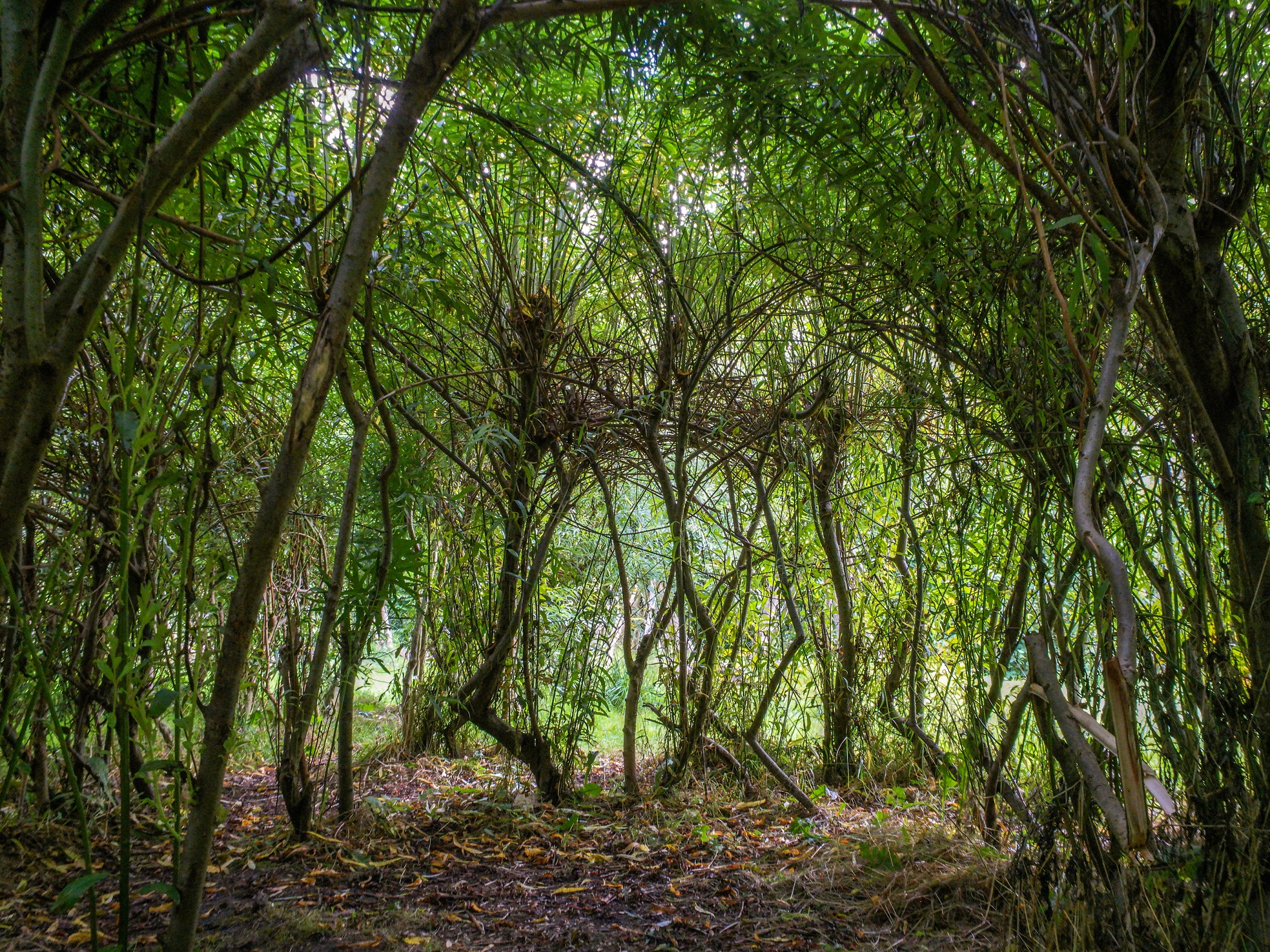 Foto-expositie ‘Bomen’ door Mieke Brouwer