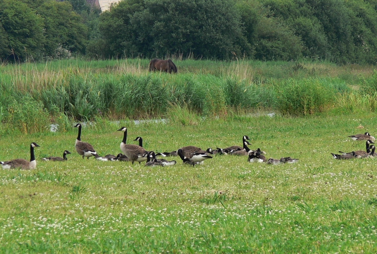Jacht en bescherming