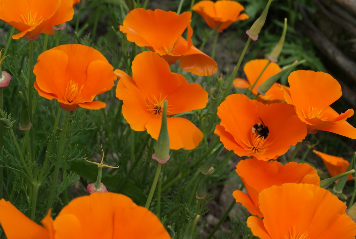 Wek je tuin tot leven op de Levende Tuinen-dag