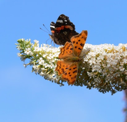 Gehakkelde en Atalanta