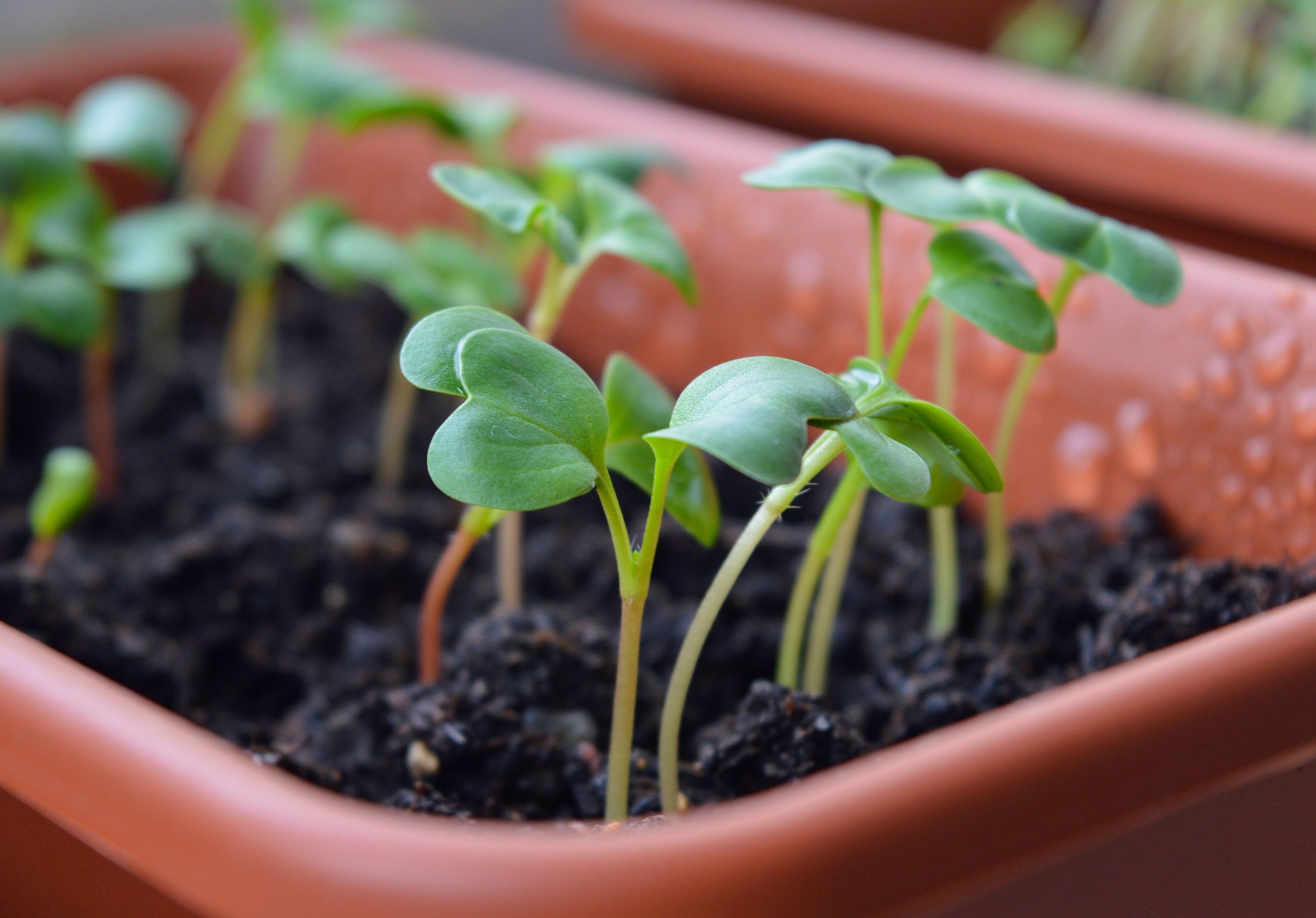 Plant een zaadje deze meivakantie!