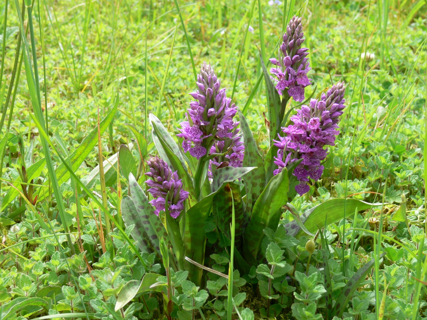 Orchideeën in het Zanddepot 