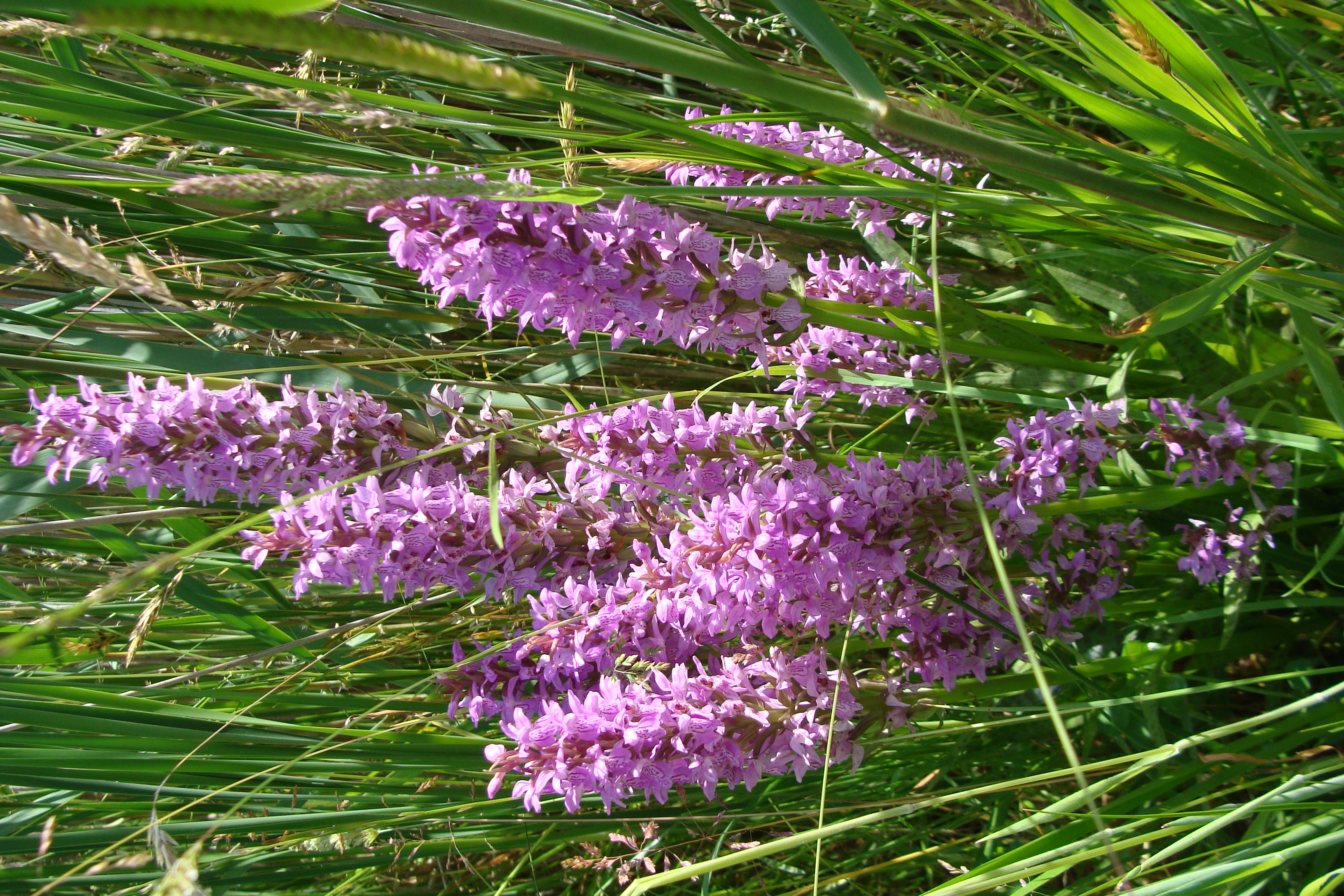O jee, een orchidee!