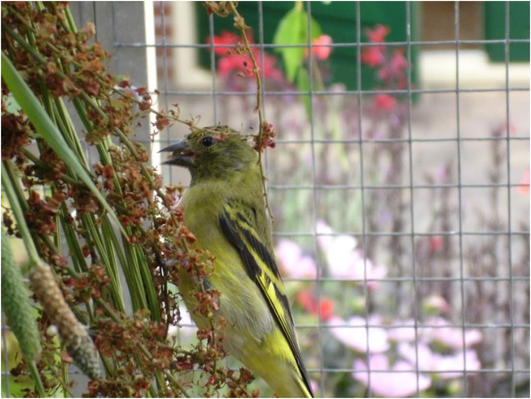 Tropische vogels