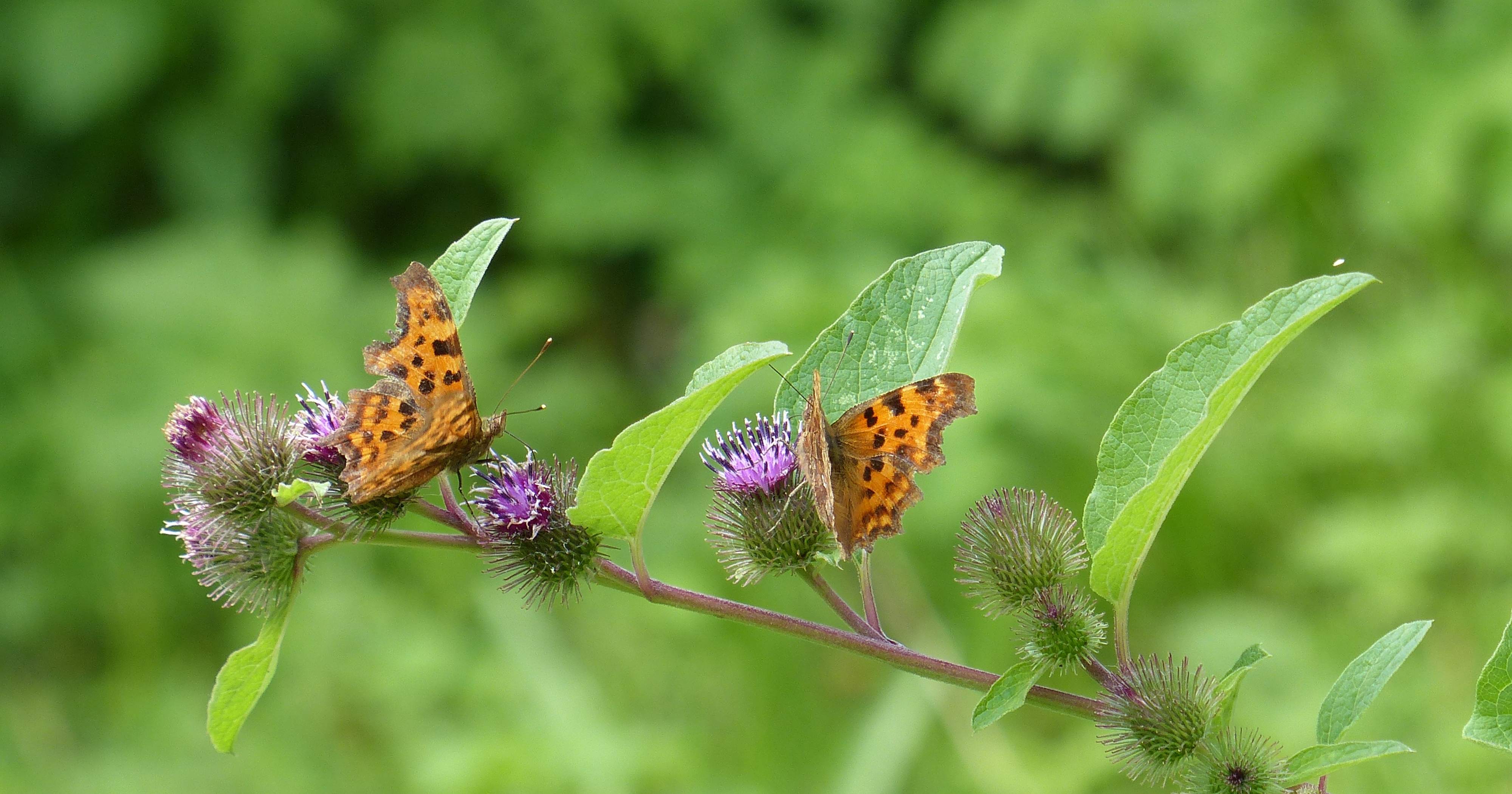 Zomers Suyderbraeck Scharwoude