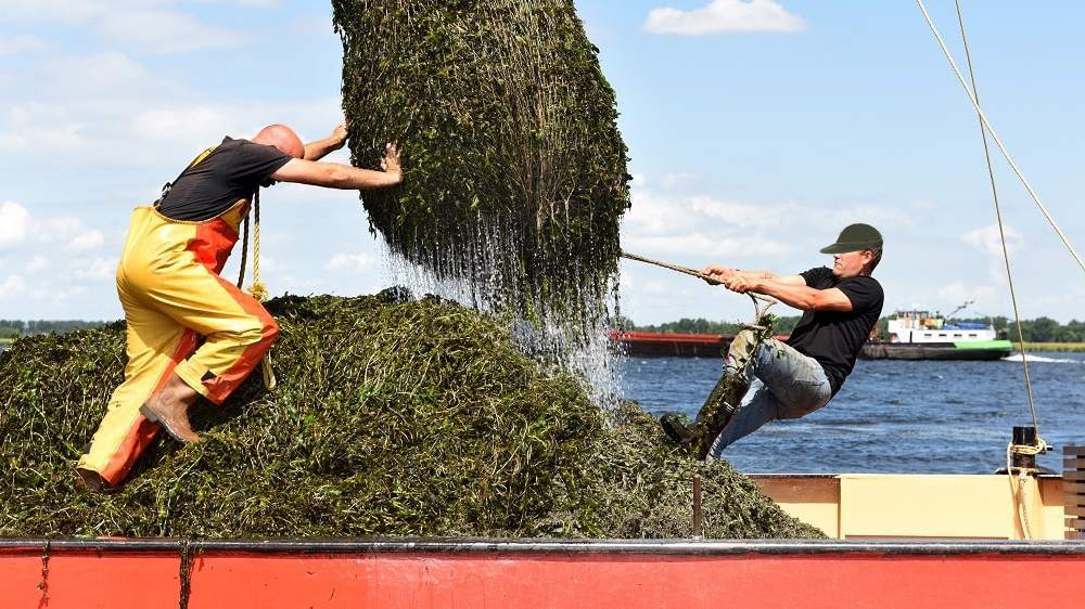 Meld locaties waterplanten