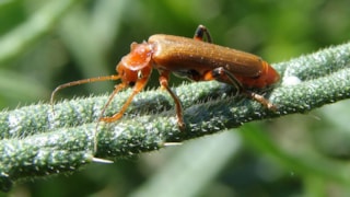 Kleine rode weekschildkever