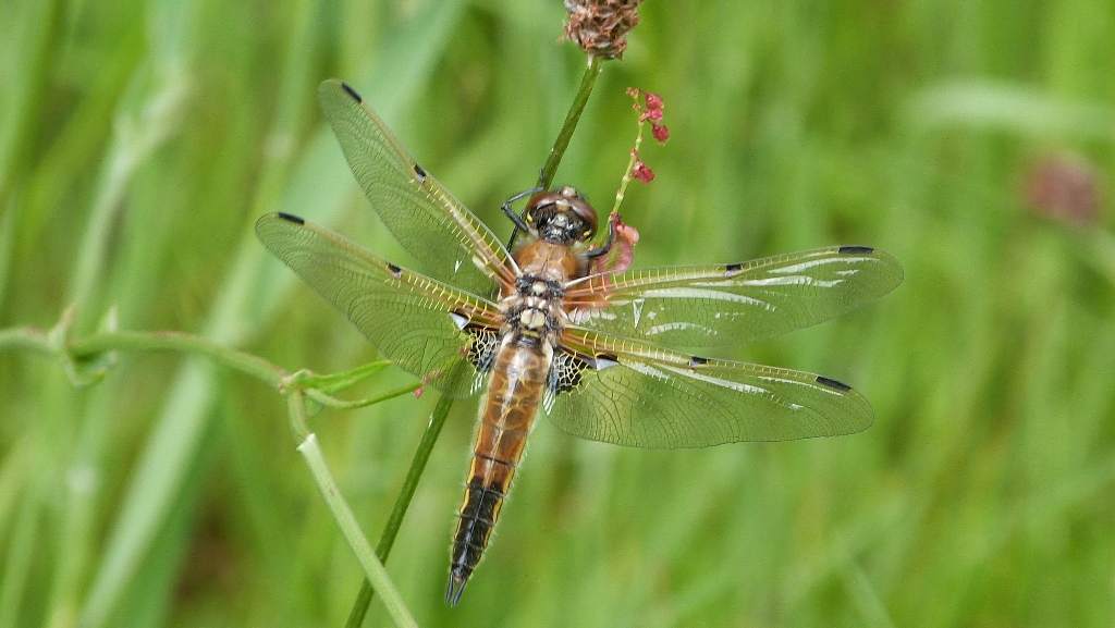 Vlinders en libellen spotten