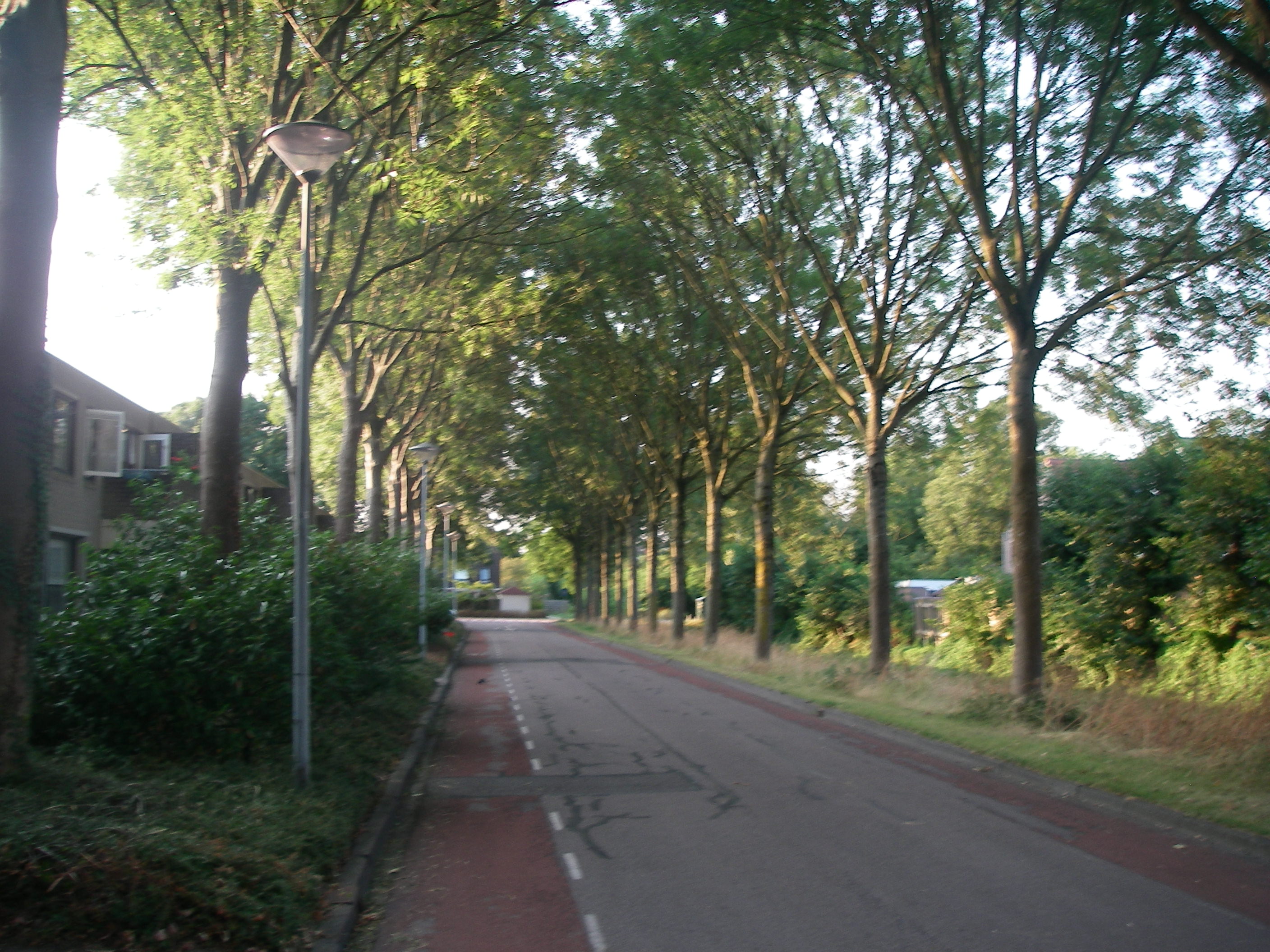 Stop bomenkap in Zwaag
