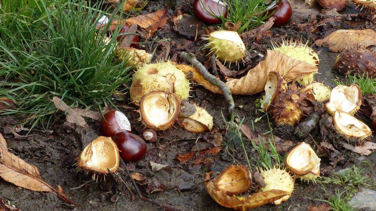 Medicinale kruiden en eetbare planten
