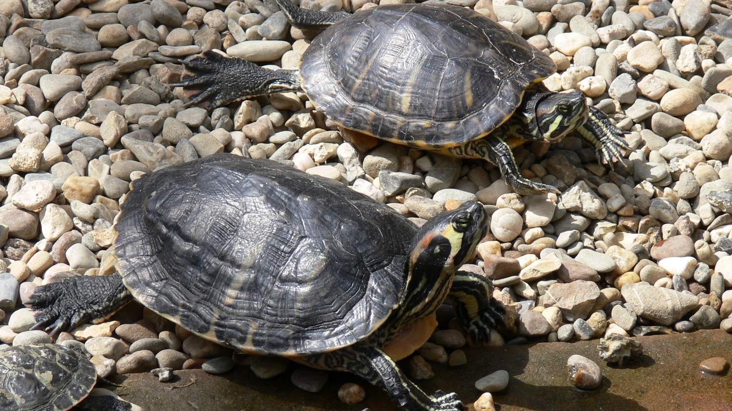 Schildpadden en baardagamen