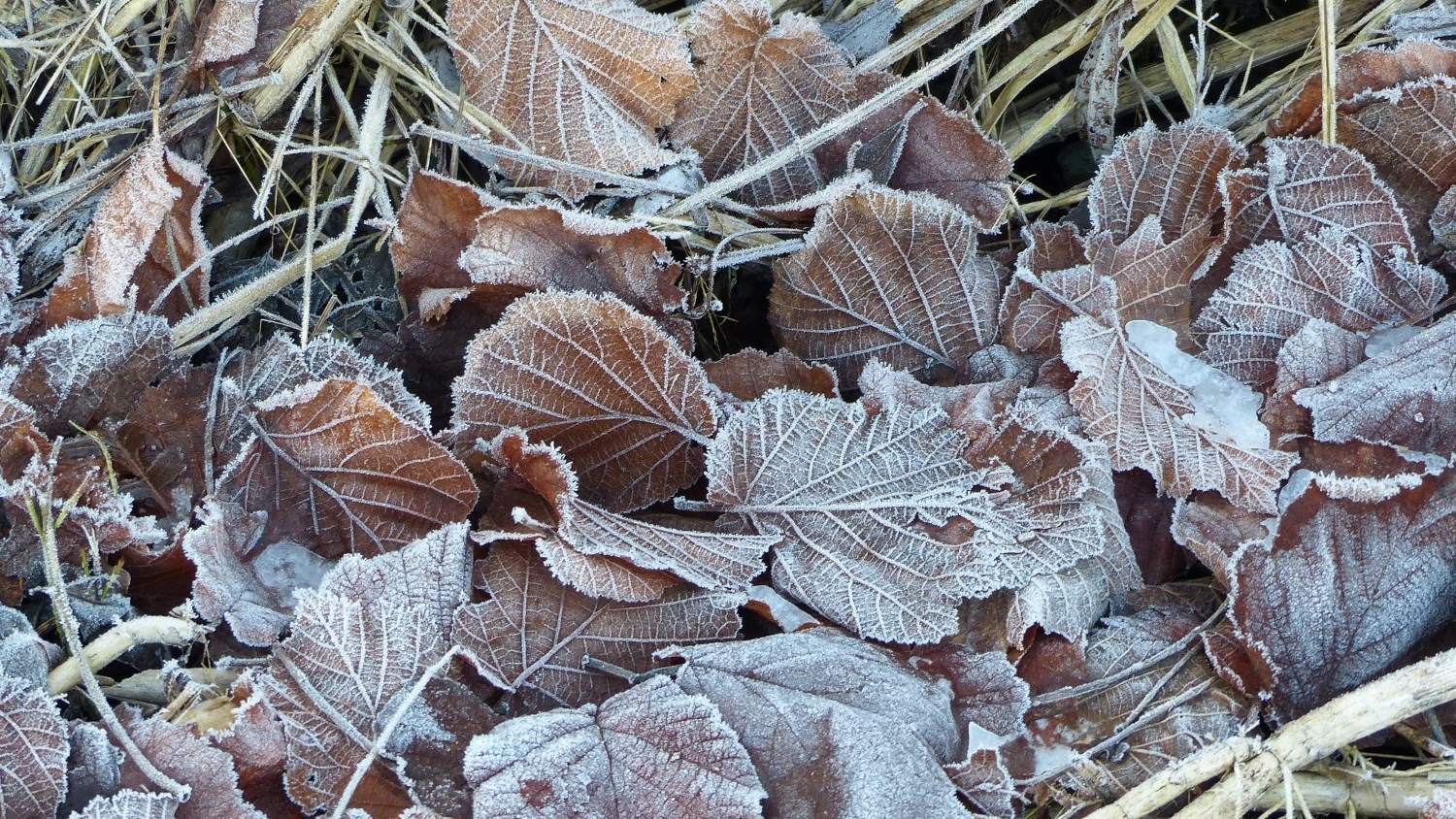 Creatief met natuur 