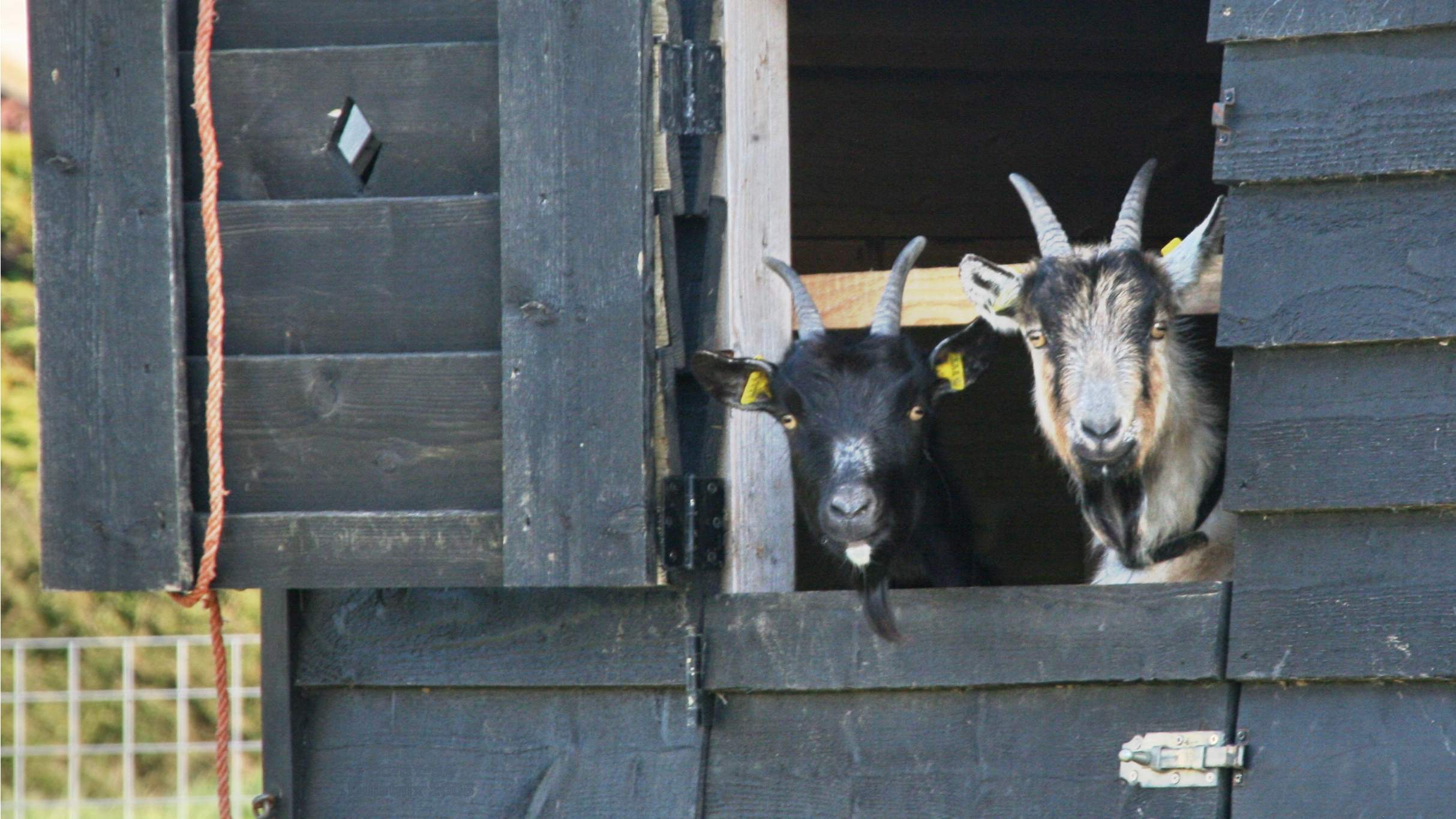 Geitenstop van kracht in Provincie Noord-Holland