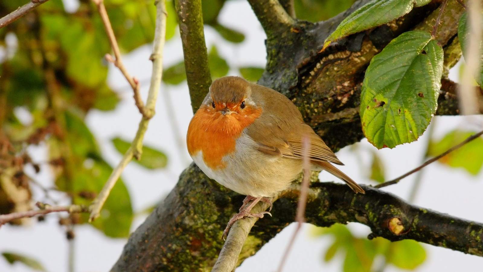 Help de vogels de winter door!