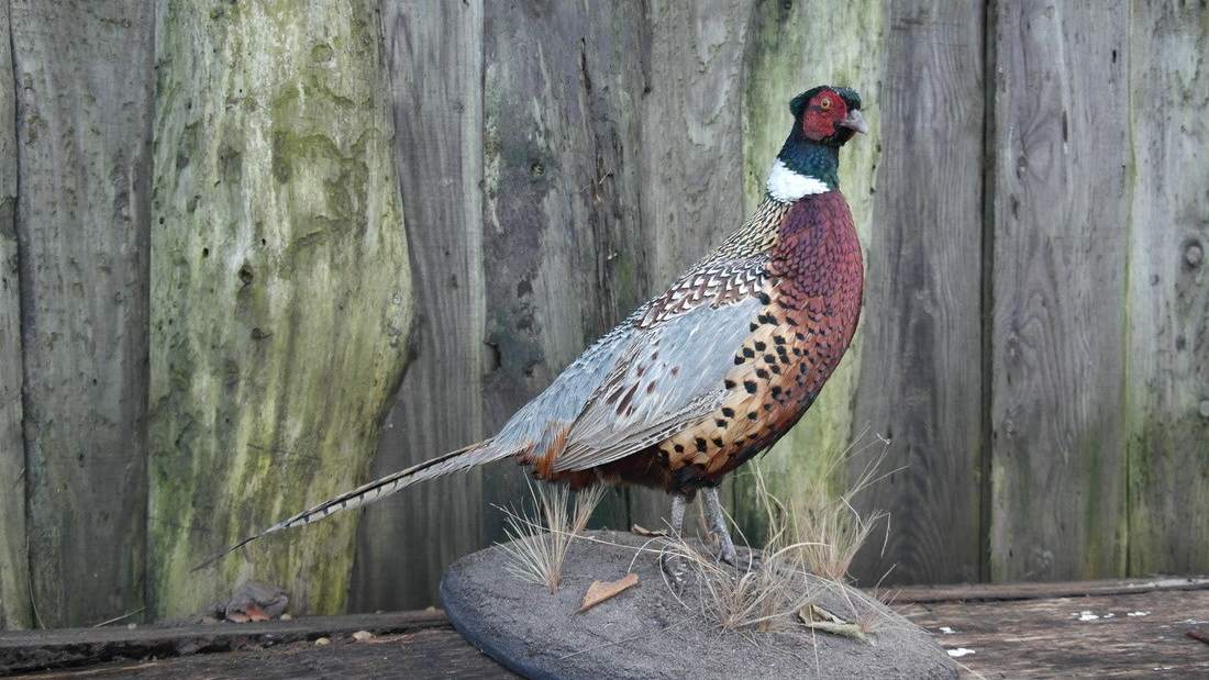 Dieren opzetten, hoe doe je dat?