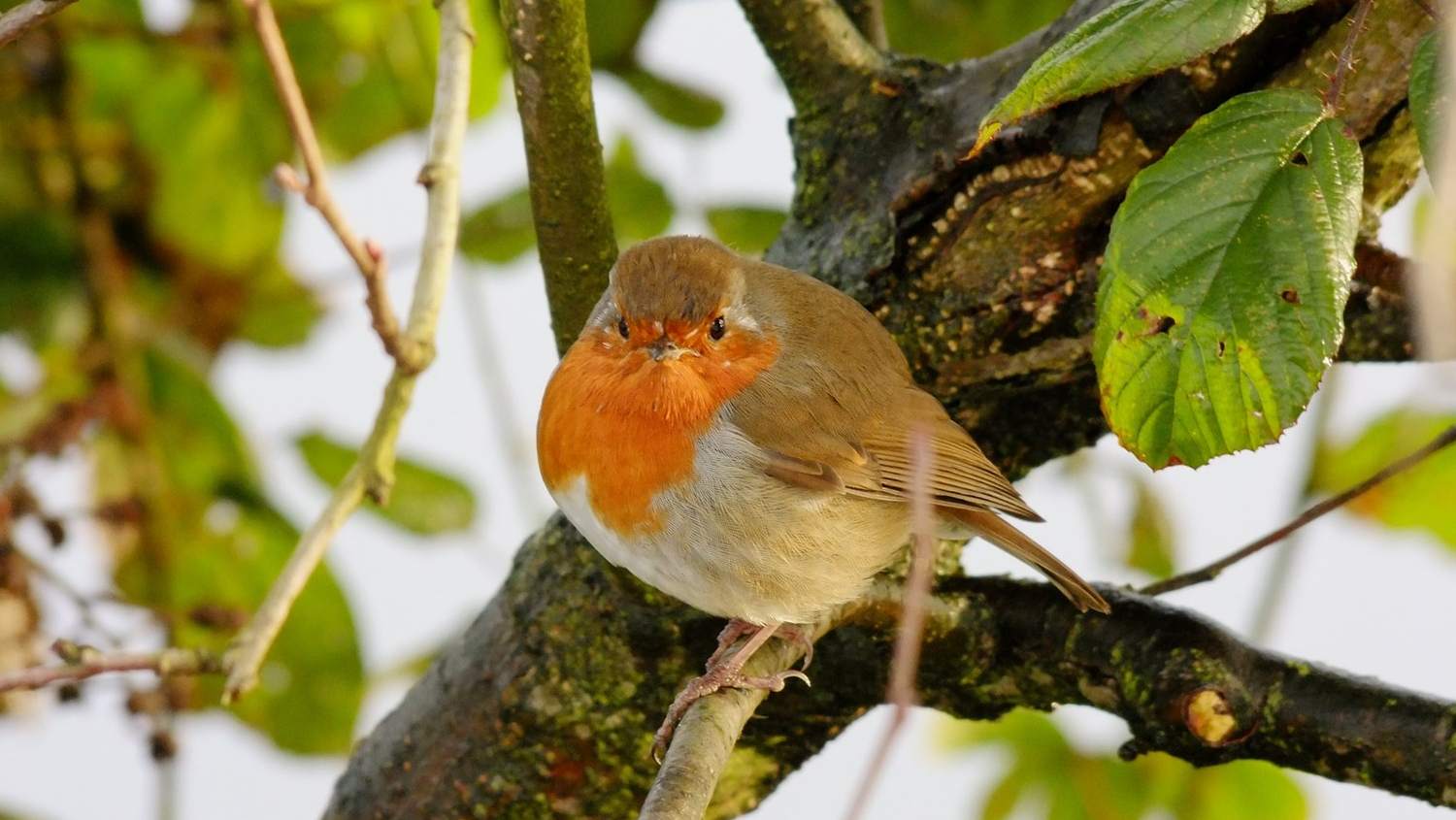 Help de vogels de winter door!