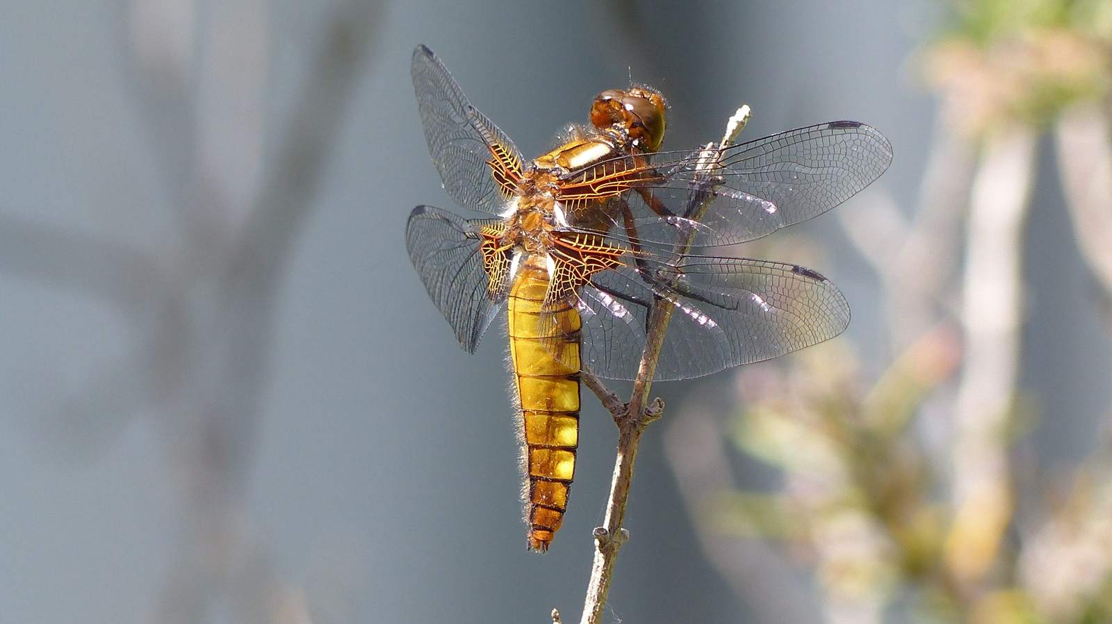 Foto Expo Libellen en Vlinders