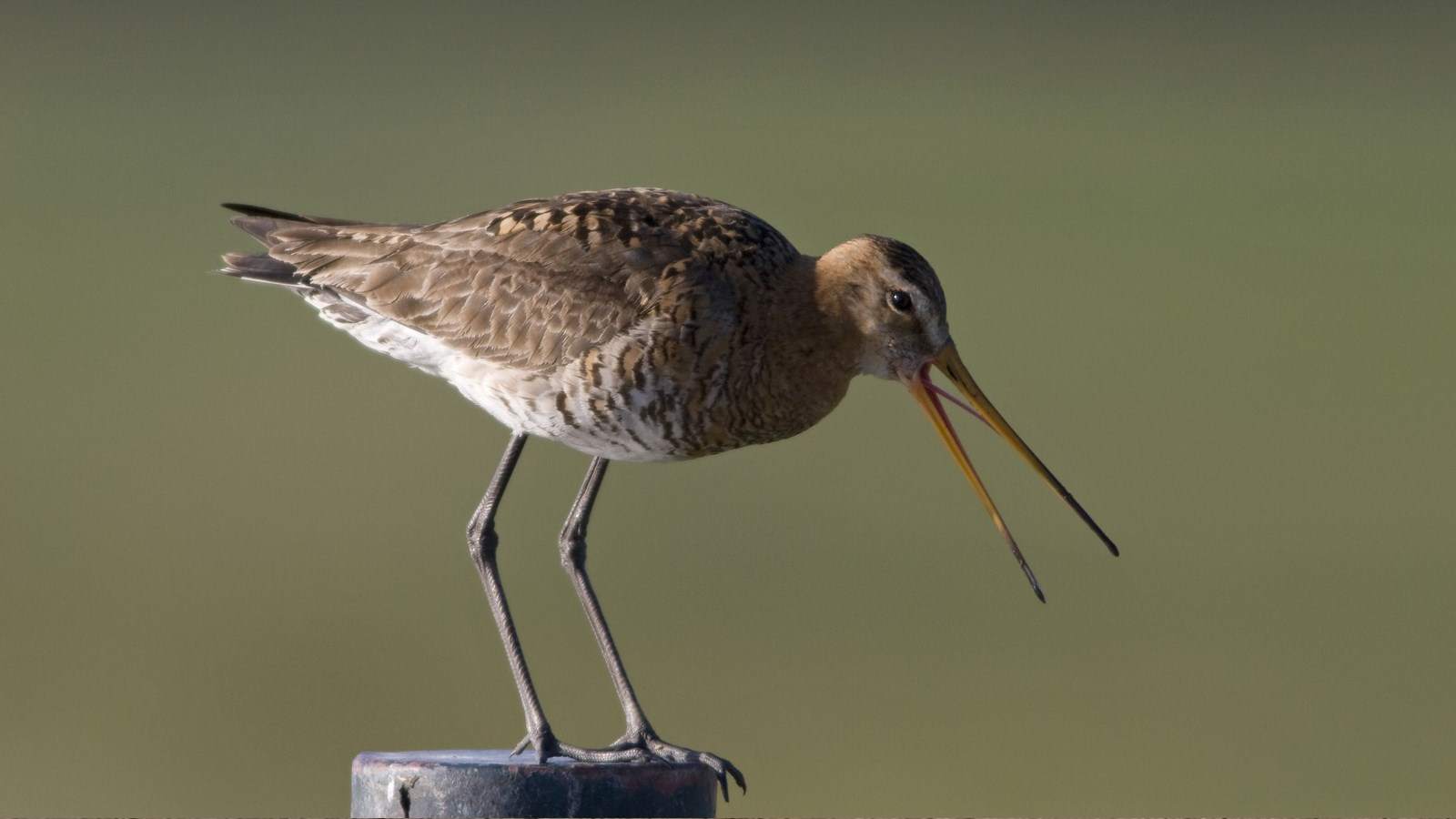Biodiversiteit in Noord-Holland