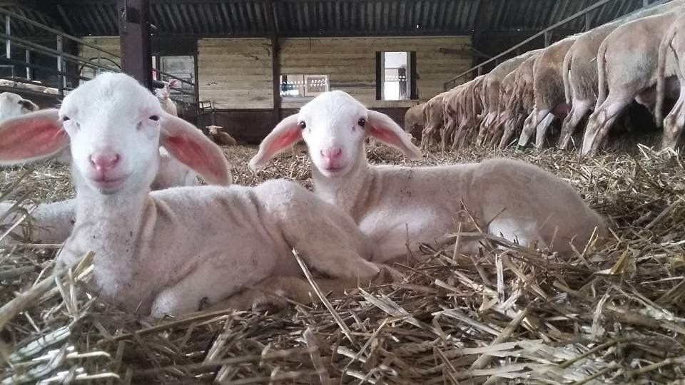 Op kraamvisite bij de schapen
