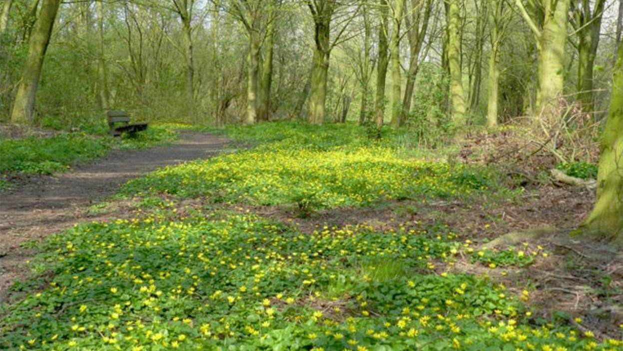 IVN Activiteitenoverzicht 2e kwartaal 2019