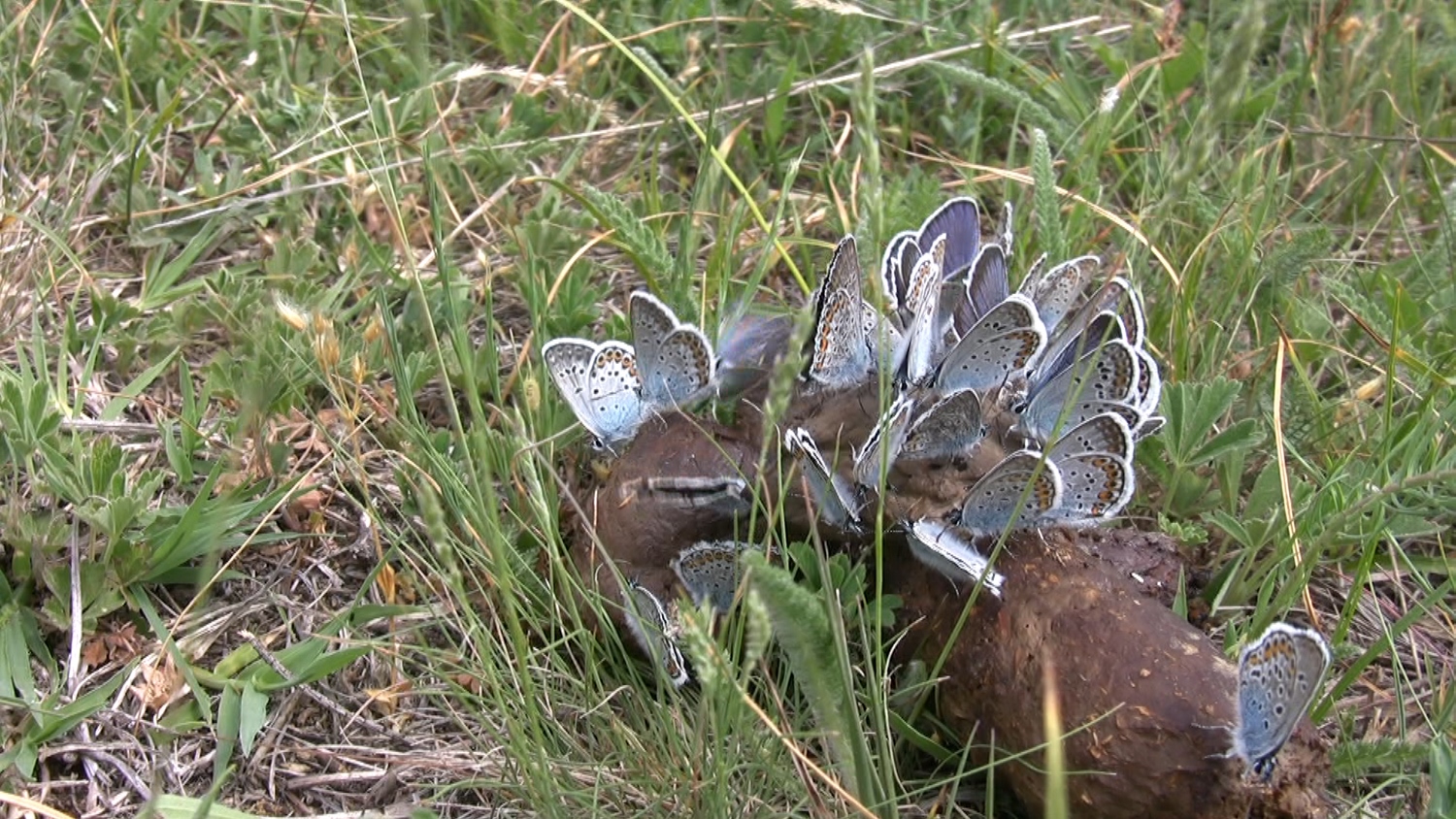Lezingavond Natuurreis door Servië 