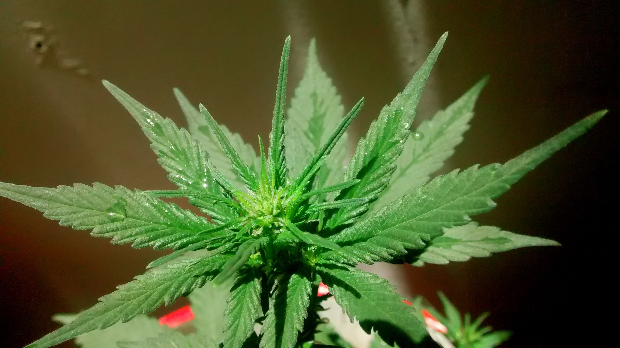 Burgemeester sluit drugswoning aan de Reaal