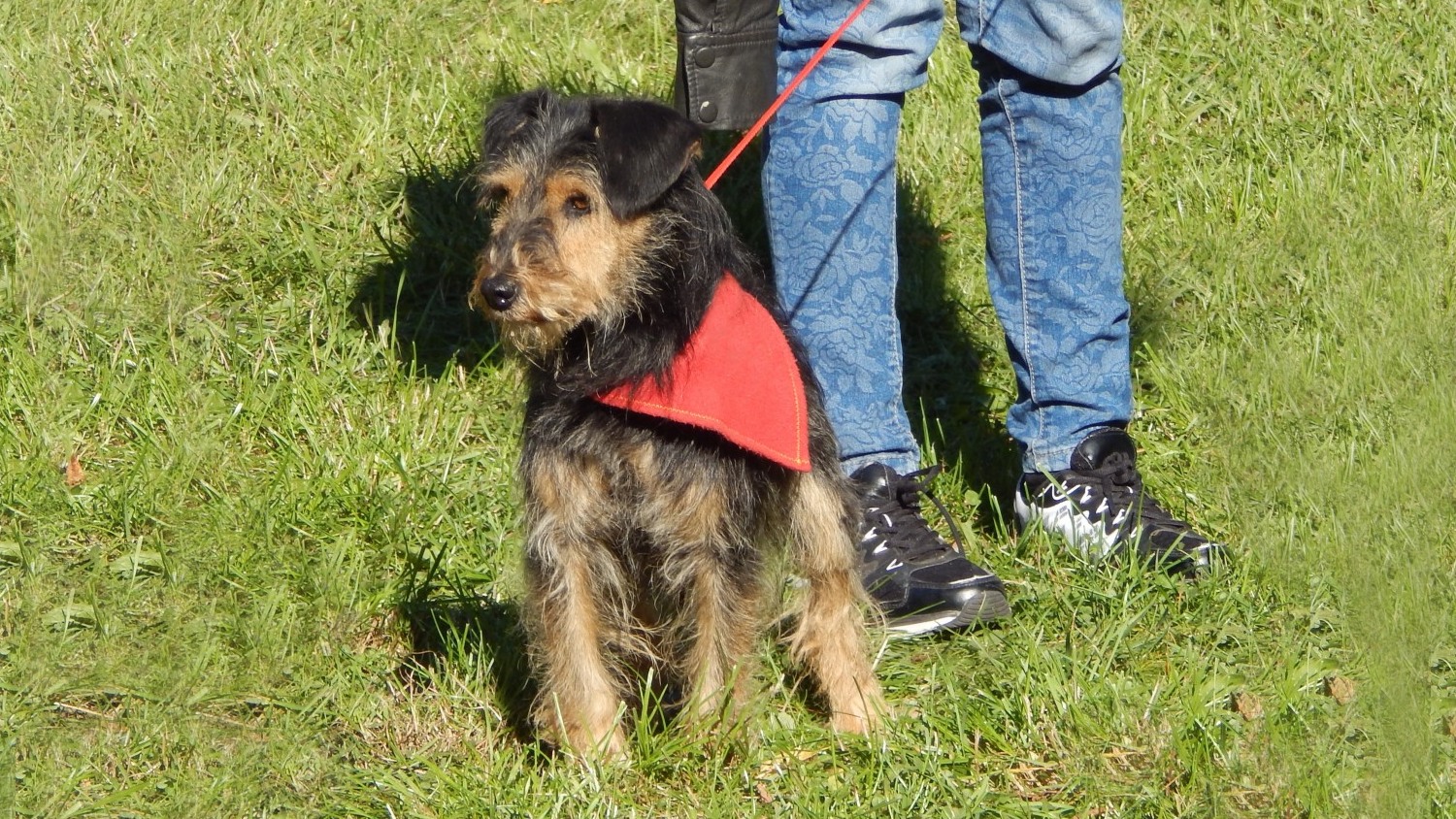 Te oud om voor een huisdier te zorgen? Niet dankzij de Dierenbuddy