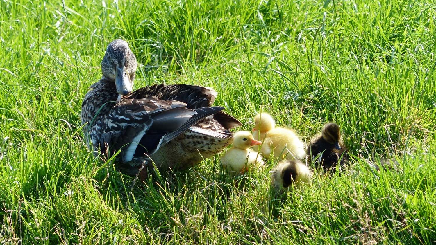 Natuurverhalen in het Streekbos