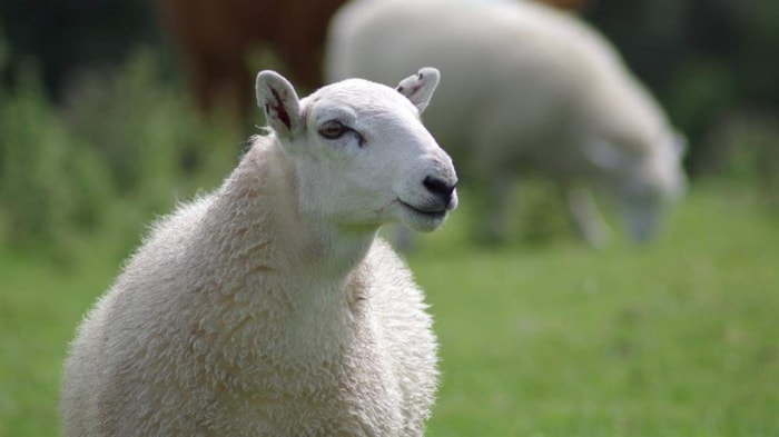 Schapen gaan gras in Hoorn begrazen