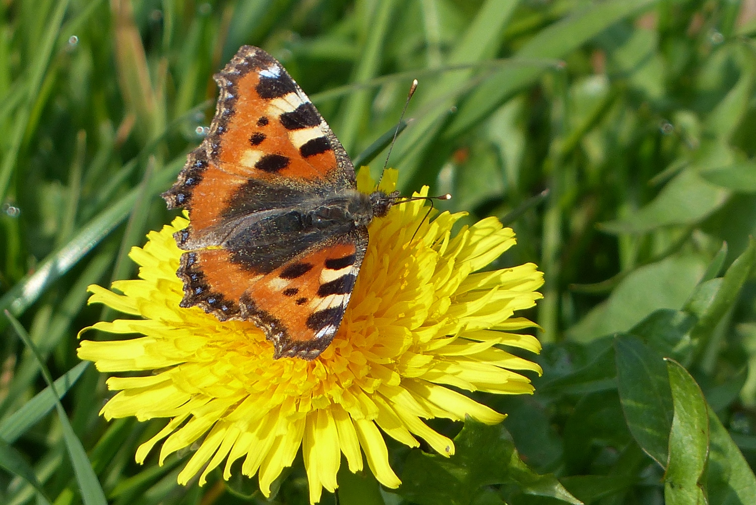 Lente in het Egboetswater