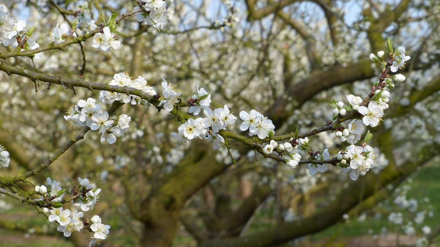 Japanse bloesempracht