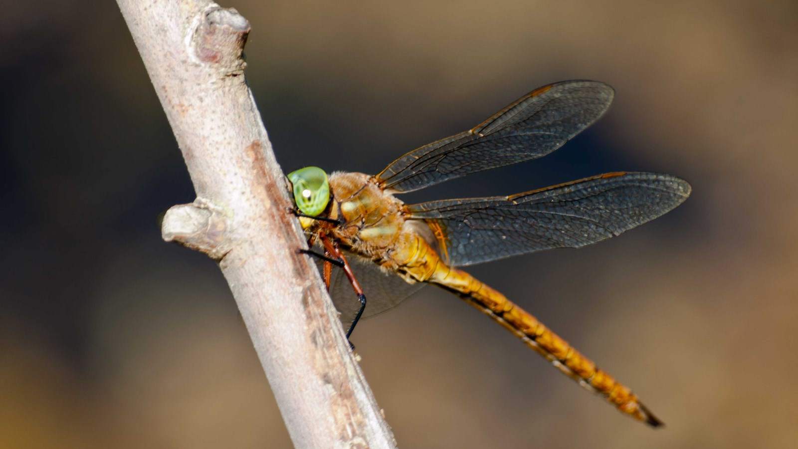 Ontdek de wereld van de libelle
