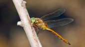 Libelle