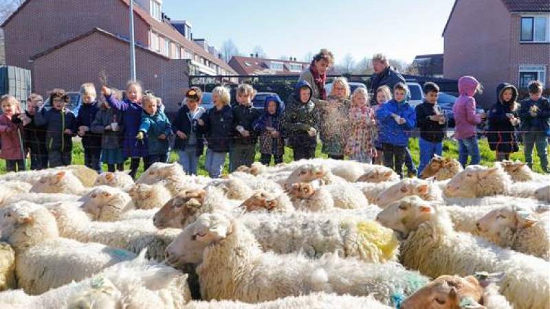 Stadsbegrazing in Hoorn door 250 schapen gestart
